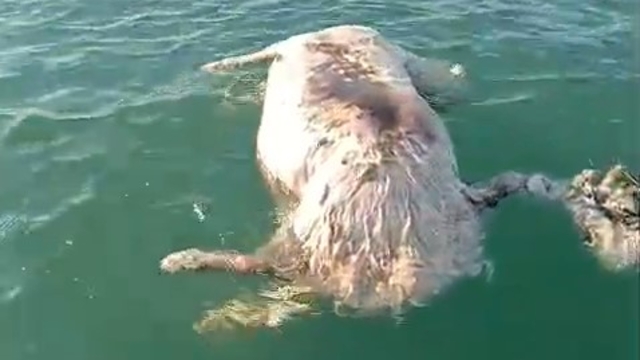 Sinop'ta denizde ölü inek bulundu