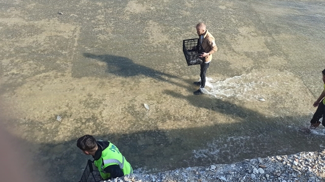 Akıntıya kapılan balıkları yakalamak için birbirleriyle yarıştılar