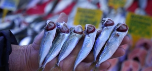 Sezonun sonuna gelinirken istavritin kilosu 70 TL'ye düştü