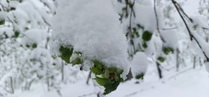 Meteorolojiden Ordu'da zirai don uyarısı