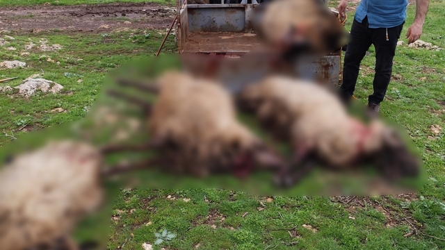 Mardin'de yıldırım düşmesi sonucu 8 küçükbaş hayvan telef oldu