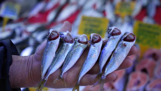 Sezonun sonuna gelinirken istavritin kilosu 70 TL'ye düştü