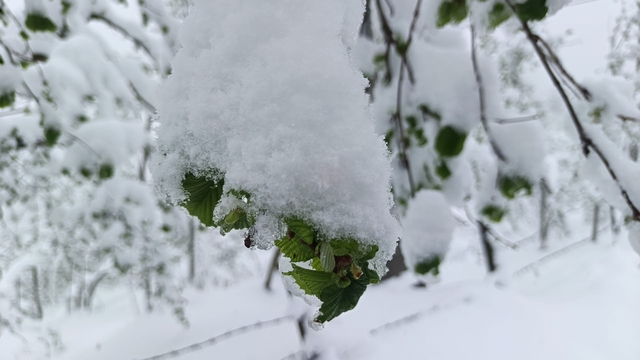 Meteorolojiden Ordu'da zirai don uyarısı