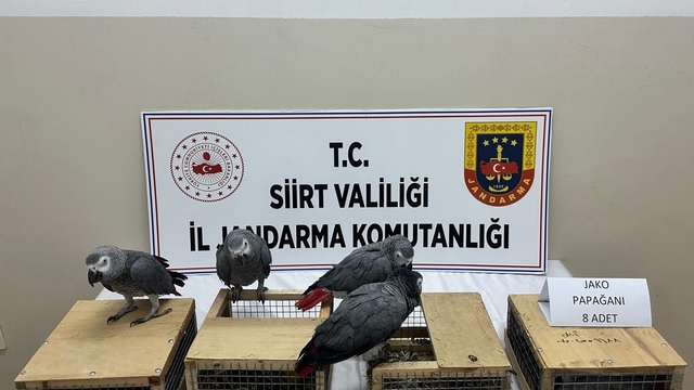 Siirt'te bir araçta 8 papağan ele geçirildi
