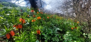 Siirt’te ters laleler çiçek açtı; koparmanın cezası 700 bin lira