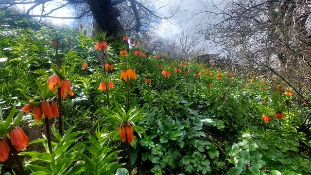 Siirt'te ters laleler çiçek açtı; koparmanın cezası 700 bin lira