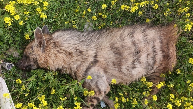 Aracın çarptığı sırtlan telef oldu