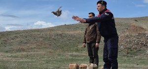 Kars'ta kaçak avcılara darbe: 51 canlı keklik doğaya kazandırıldı