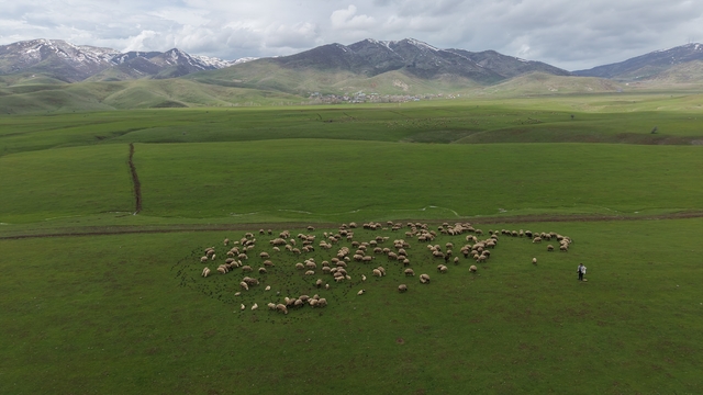 Meradaki koyunların yanına gelen sığırcık kuşları görsel şölen sundu