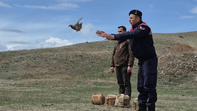 Kars'ta kaçak avcılara darbe: 51 canlı keklik doğaya kazandırıldı