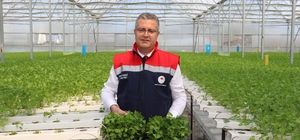 Çarşamba'da hidroponik maydanozda ilk hasat yapıldı