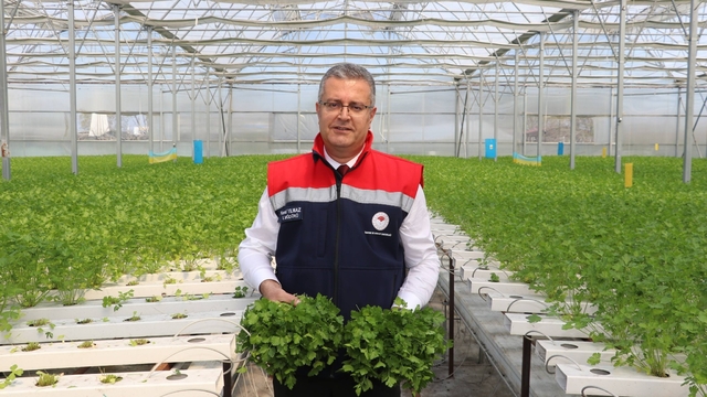 Çarşamba'da hidroponik maydanozda ilk hasat yapıldı