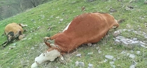 Elazığ'da yıldırımın çarptığı inekler telef oldu