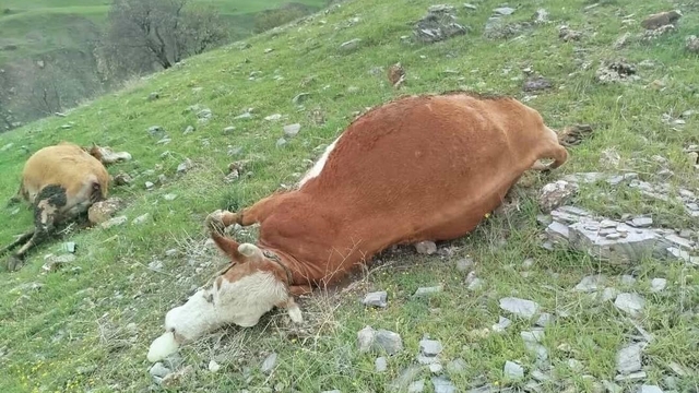 Elazığ'da yıldırımın çarptığı inekler telef oldu