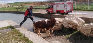 Mardin'de su kanalına düşen ineği itfaiye kurtardı