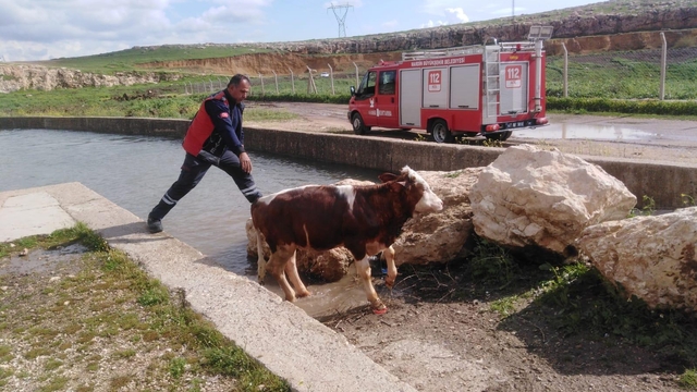 Mardin'de su kanalına düşen ineği itfaiye kurtardı