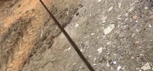 Diyarbakır'da yılanlar kış uykusundan uyandı