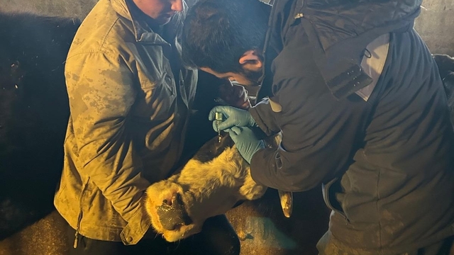 Çayırlı'da büyükbaş hayvanlara aşılama çalışması sürüyor