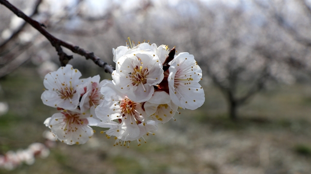 Çiçek açan ağaçların görselliği mest etti