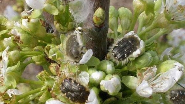 Meyve üreticilerine "bakla zınnı" zararlısı uyarısı