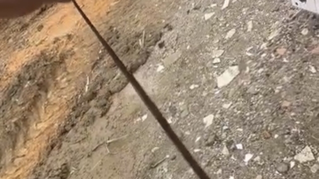 Diyarbakır'da yılanlar kış uykusundan uyandı