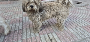 Sanayide tüyleri kirlenen beyaz köpek adeta kapkara oldu O da sanayi çalışanlarına benzemiş