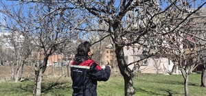 Aydıntepe’de meyve bahçelerinde budama uygulaması sürüyor