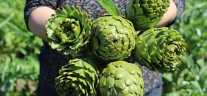 İzmir'de enginar mesaisi