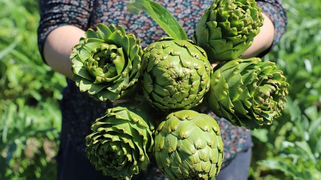 İzmir'de enginar mesaisi