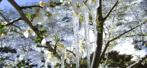 Bayburt’ta üreticilere zirai don uyarısı