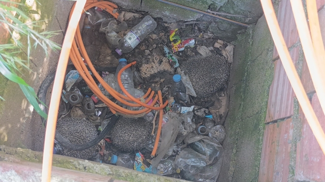 İtfaiyeden rögarda üç kirpi, bacada serçe mesaisi
Manavgat'ta mahsur kalan hayvanlara itfaiye eli: Bacadan serçe, rögardan kirpiler çıkarıldı