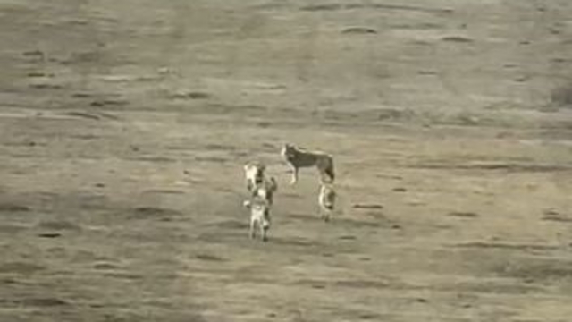 Kurt sürüsü arazide böyle görüntülendi