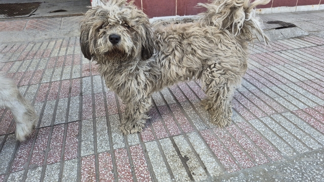 Sanayide tüyleri kirlenen beyaz köpek adeta kapkara oldu
O da sanayi çalışanlarına benzemiş