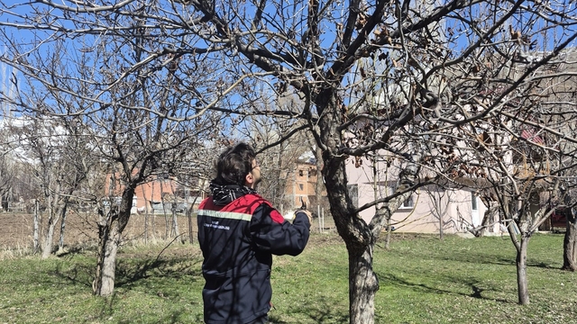 Aydıntepe'de meyve bahçelerinde budama uygulaması sürüyor