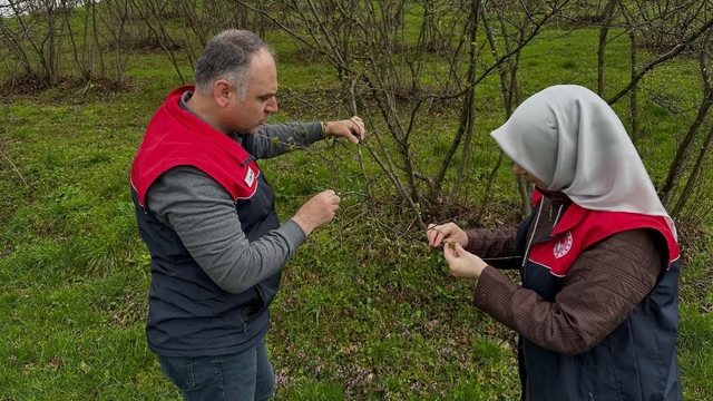 Fındık üreticilerine "kozalak akarı" ve "külleme" uyarısı