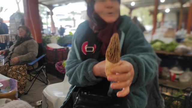 Çanakkale'de dağ köylerinde kuzugöbeği gelir kapısı oldu