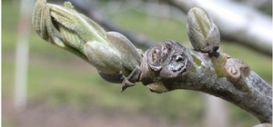 Salihli’de ceviz üreticilerine antraknoz uyarısı