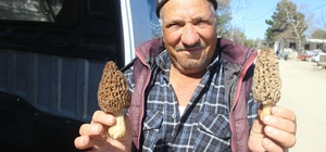 Dağ köylerinde kuzugöbeği mantarı gelir kapısı oldu