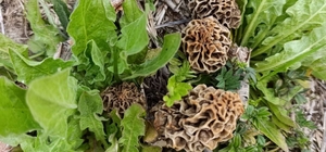 Hisarcık’ta kuzugöbeği sezonu açıldı Yağışların ardından dağlarda bolca çıkan lezzetiyle ünlü kuzugöbeği mantarının kilosu 1000 liradan satışa sunuluyor