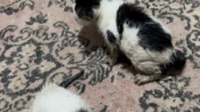 Sel sularında mahsur kalan anne kedi ve yavrularını esnaf kurtardı