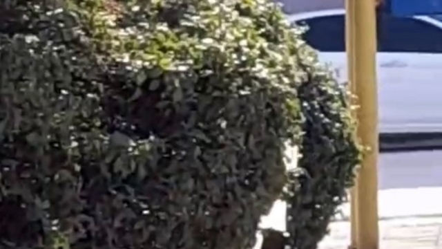 Çocuk parkı içinde sigara içen çocuklar kamerada
Çocuklara müdahale eden Muhtar Kuş Açıkgöz:
"Bir yerde eksiklerimiz var, çocuklarımızı kötü alışkanlıktan kurtarmalıyız"