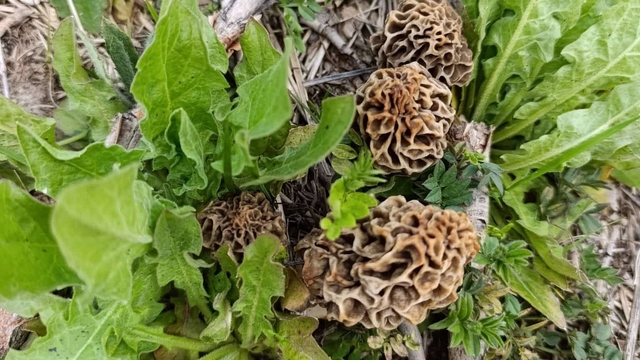 Hisarcık'ta kuzugöbeği sezonu açıldı
Yağışların ardından dağlarda bolca çıkan lezzetiyle ünlü kuzugöbeği mantarının kilosu 1000 liradan satışa sunuluyor