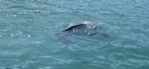 Rize'de nadir görülen deniz kaplumbağası balıkçının kamerasına yansıdı