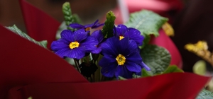 Rize'de "Süs Bitkileri Zirvesi" başladı