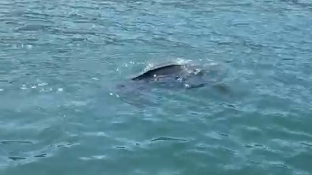 Rize'de nadir görülen deniz kaplumbağası balıkçının kamerasına yansıdı