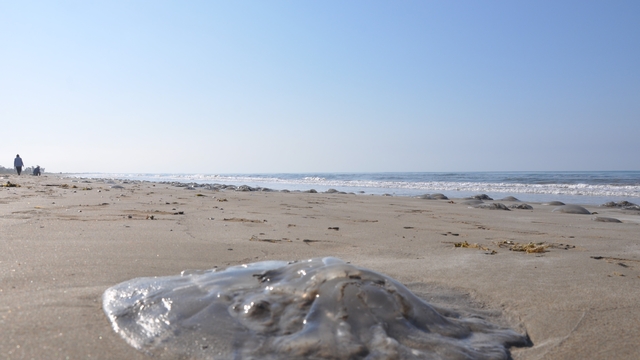 Mersin sahillerinde ölü göçmen denizanası görülüyor