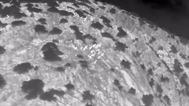 Muğla'da yaban keçileri termal kameralı drone ile görüntülendi