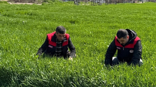 Elazığ'da hububat üreticilerine kök ve kök boğazı hastalık uyarısı