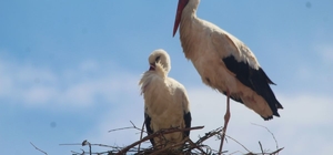 Kuşadası'nda 40 yıl sonra leylek sevinci Leylek "Efe" ve "Ada" yeniden yuva kurdu