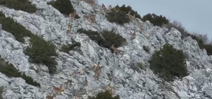 Yaban keçileri, termal dronla görüntülendi